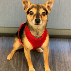 rocky photo for website